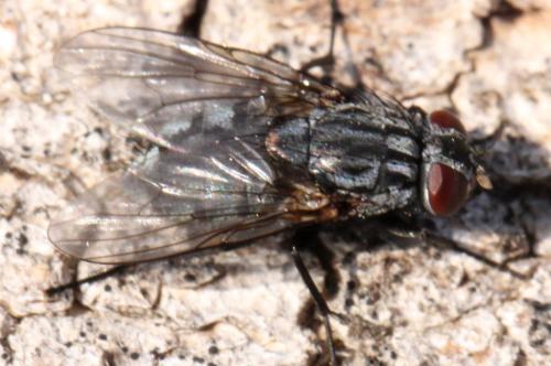 Réf. 324 372 : Muscina levida